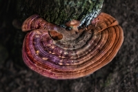Nature » Houby - Mushrooms