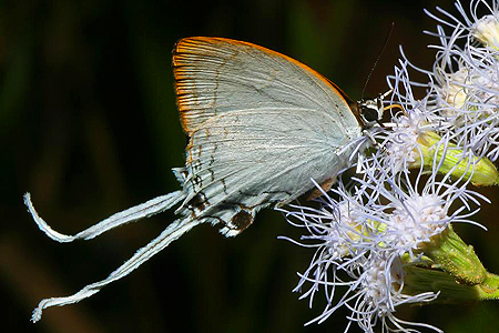 CommonImperial